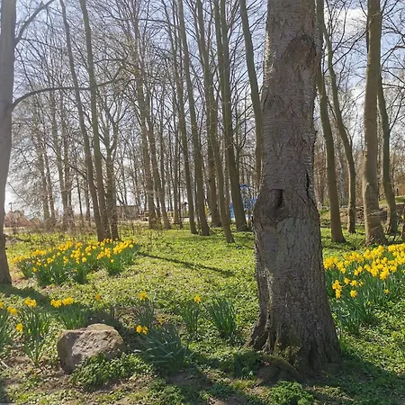 Rosa Canina, W5 * Kellenhusen